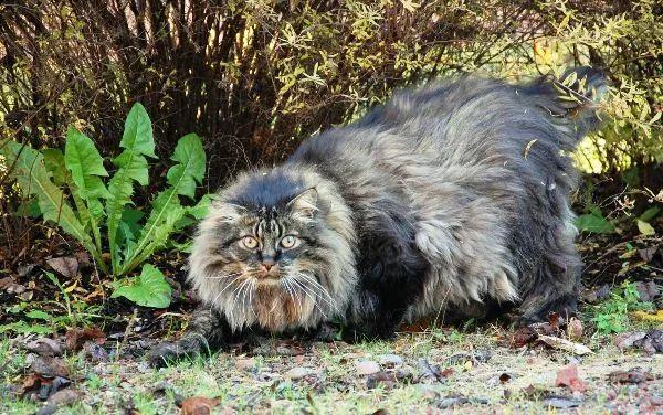 百科| 挪威森林猫,王者的外表,卖萌的心|公猫|母猫|绒毛|后肢