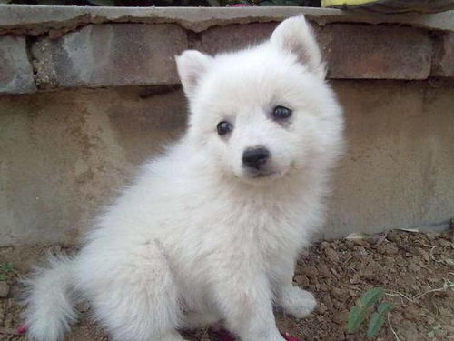 狗狗介绍 一身雪白的绒毛,可爱的日本金丝绒犬